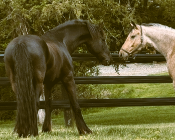 Friesian Taron STER & SPORT - Sold